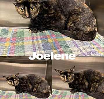 Photo of Jolene