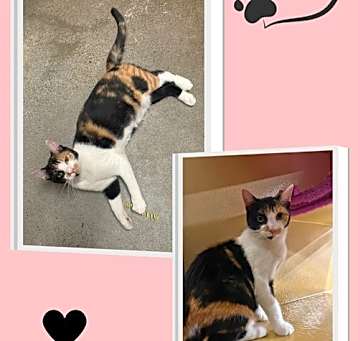 Photo of Bratz- an adorable calico kitten