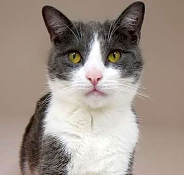 Photo of Boris (in foster)