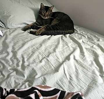 Photo of Milo