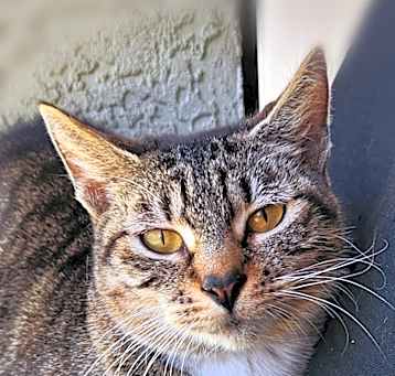 Photo of Cheyenne