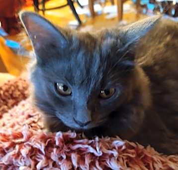 Photo of Wild Child