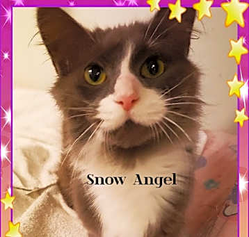 Photo of Snowangel