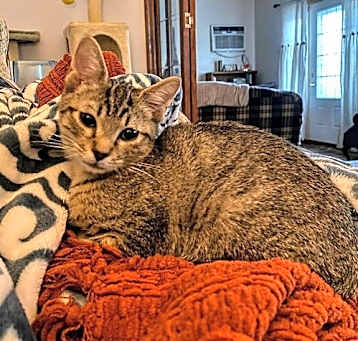 Photo of Van YOUNG MALE TABBY
