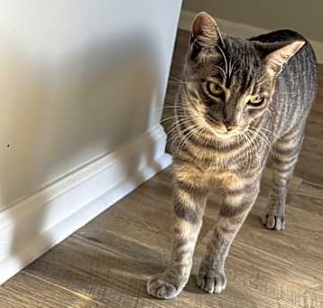 Photo of Fievel
