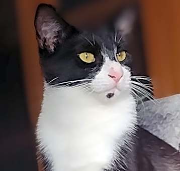 Photo of Button