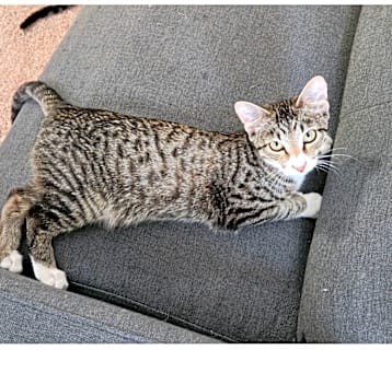 Photo of Clyde
