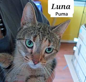 Photo of Luna Puma