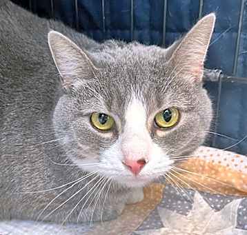 Photo of Sybil