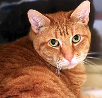 Photo of Clover
