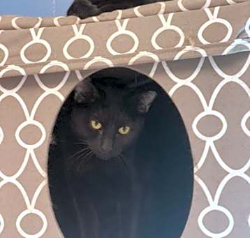 Photo of Drusilla