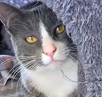 Photo of OR1 Group Mistee-NEEDS FOSTER!