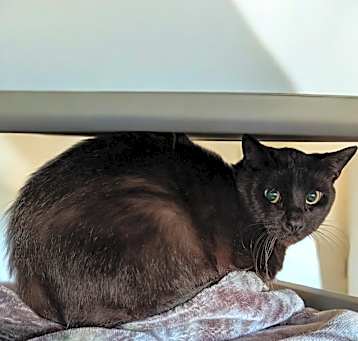Photo of Sparkle