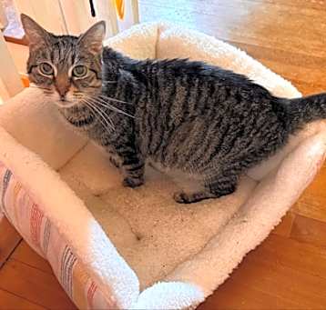 Photo of Dixon