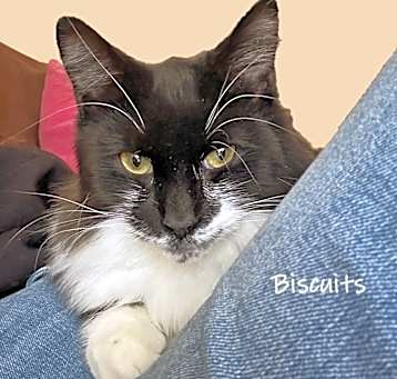Photo of Biscuits