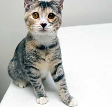 Photo of Dandelion