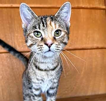 Photo of Mouse