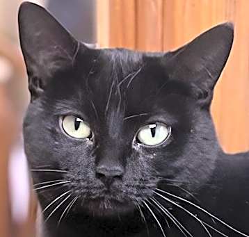 Photo of Kit-Kat