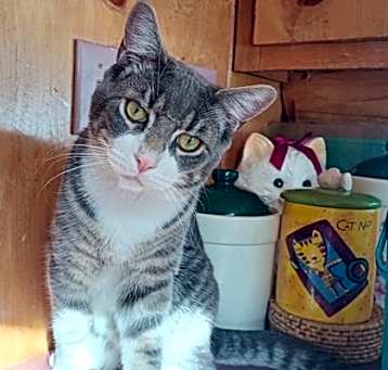 Photo of Francis
