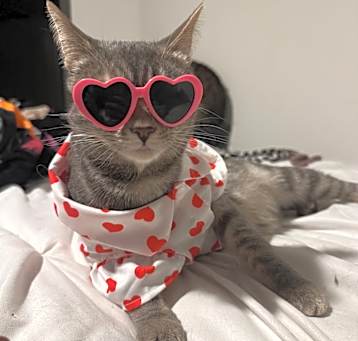 Photo of Bunny