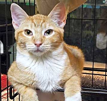 Photo of Tiancat