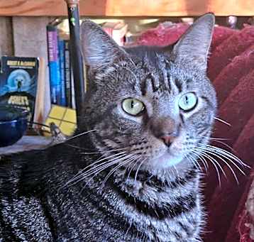 Photo of Chirp