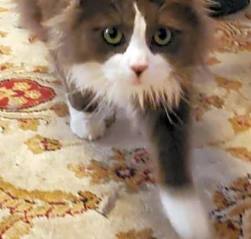 Photo of Jasper-Courtesy Post
