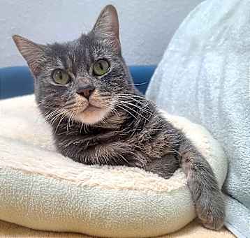 Photo of Mango