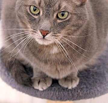 Photo of Loki