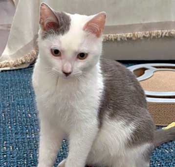 Photo of Clover