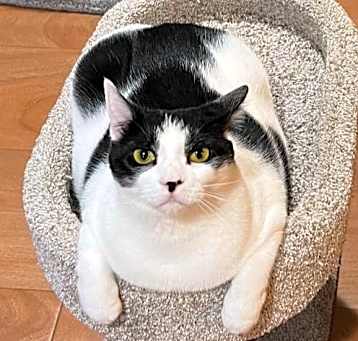 Photo of Malli