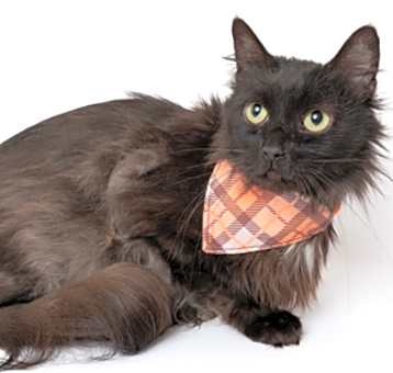 Photo of Nyx