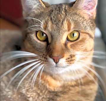 Photo of MEADOW GIRL
