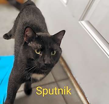 Photo of Sputnik