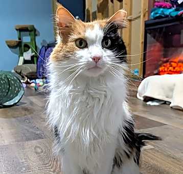 Photo of Patches