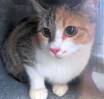 Photo of FERAL