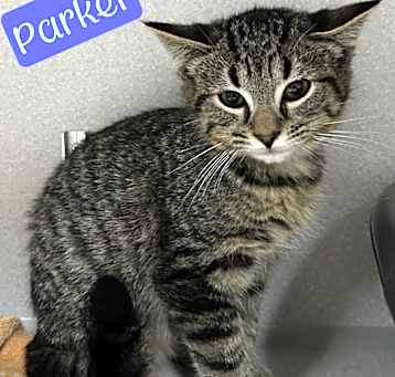 Photo of Parker