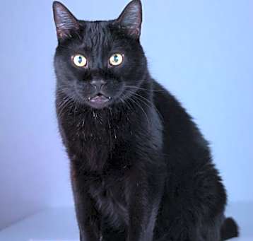 Photo of Scamper