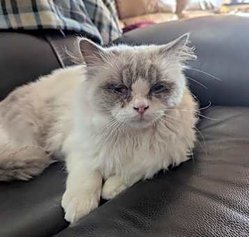 Photo of Oscar [CP]
