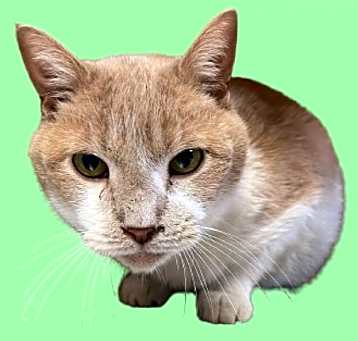 Photo of Newt