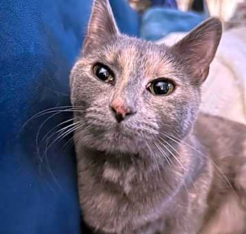 Photo of Petunia