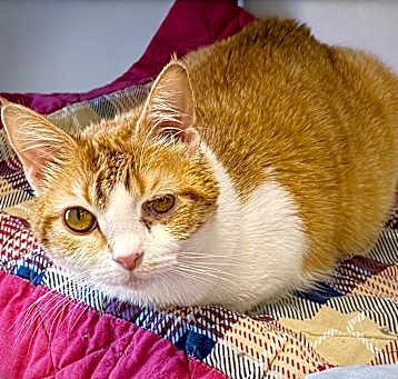 Photo of Henrietta