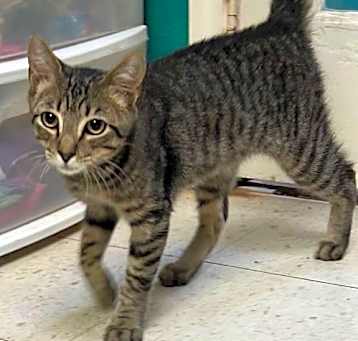 Photo of Buzzy