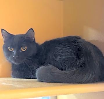 Photo of Midori