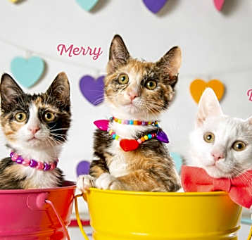 Photo of Merry