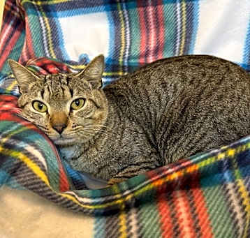 Photo of Newton