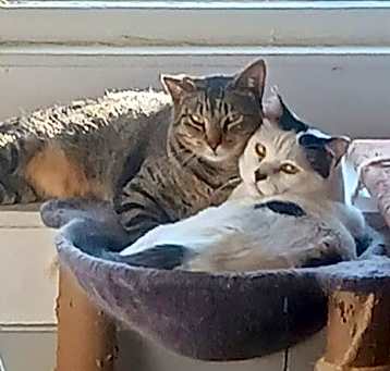 Photo of Panda and Louie (Bonded Pair)