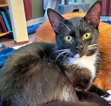 Photo of Nyssa (kitten) - must go with Romana