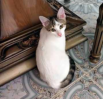Photo of Snow White
