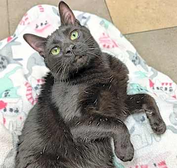 Photo of Raven